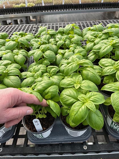 Midnight Gro Basil